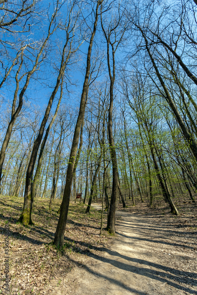 Naklejka premium Hiking trail in the Naszaly mountain, Hungary