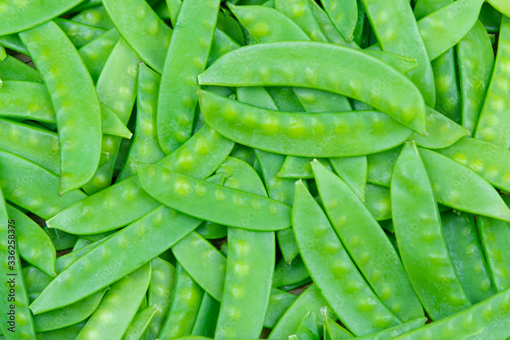 green snow pea pods background. green snow pea pods background.