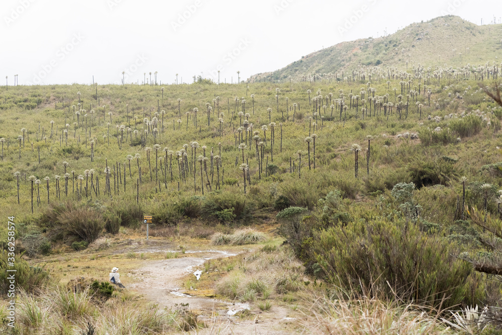 Naklejka premium Chingaza, Colombia. Paramo landscape with frailejones, espeletia