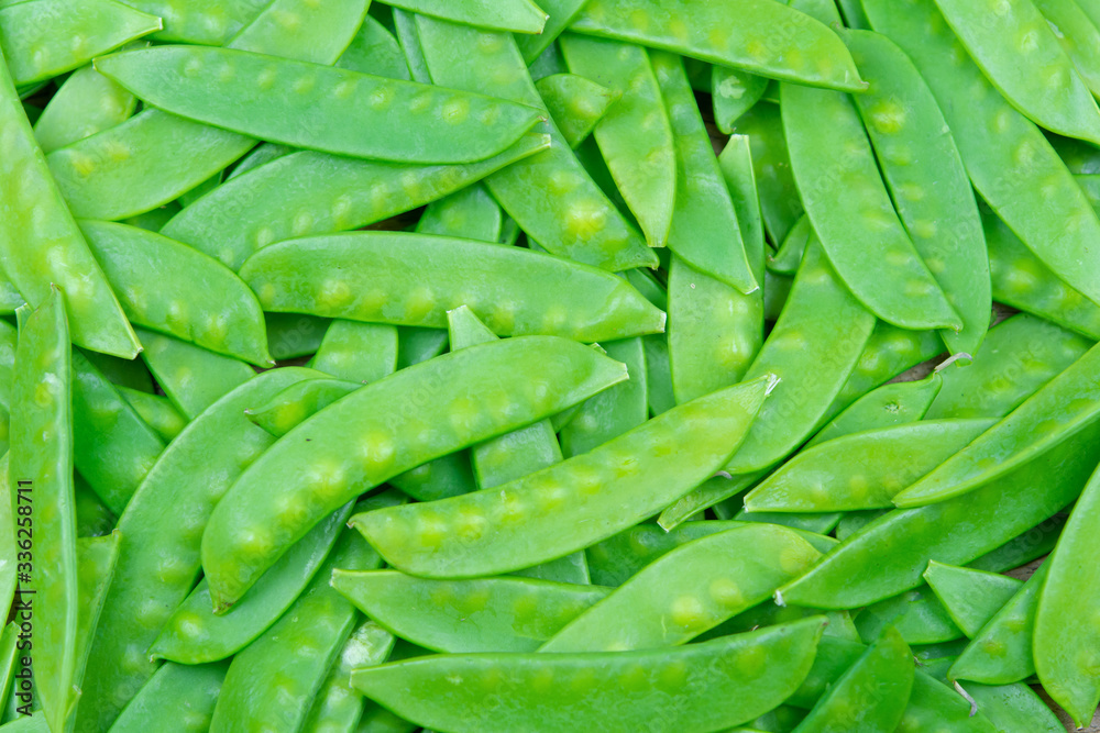green snow pea pods background. green snow pea pods background.