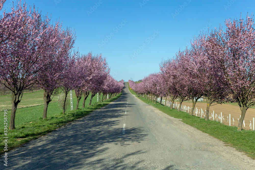 Blooming wild plum trees along the road in Berkenye, Hungary.