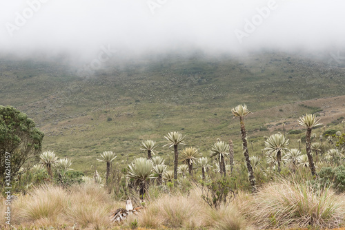 Chingaza, Colombia. Paramo foggy landscape with frailejones, espeletia photo