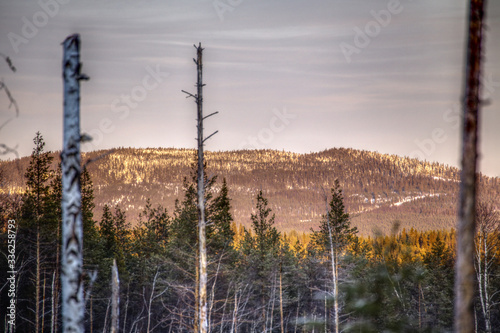 HDR image of dead trees in front of mountain in Vasterbotten, Sweden photo