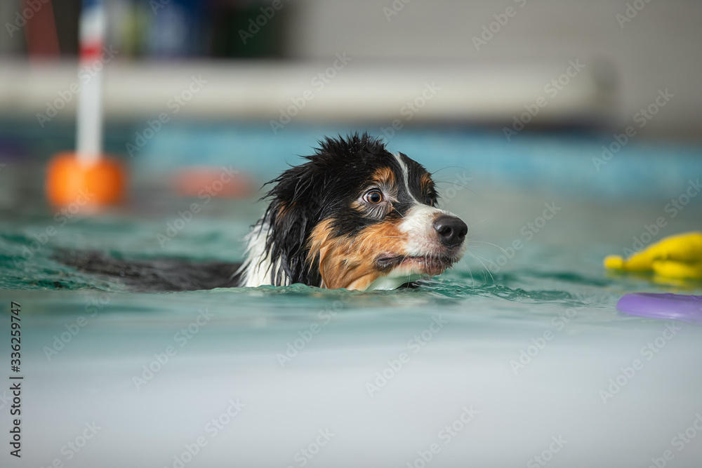 A dog swims in a pool with a toy. Sports event in the water
