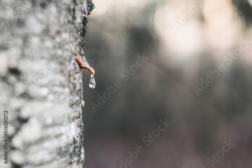 Spring harvest of birch juice.