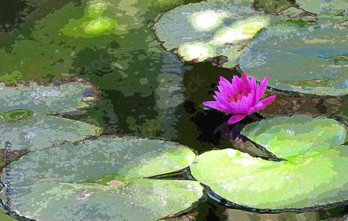 Water Lily Illustration - A single pink lily in a pond surrounded by lily pads