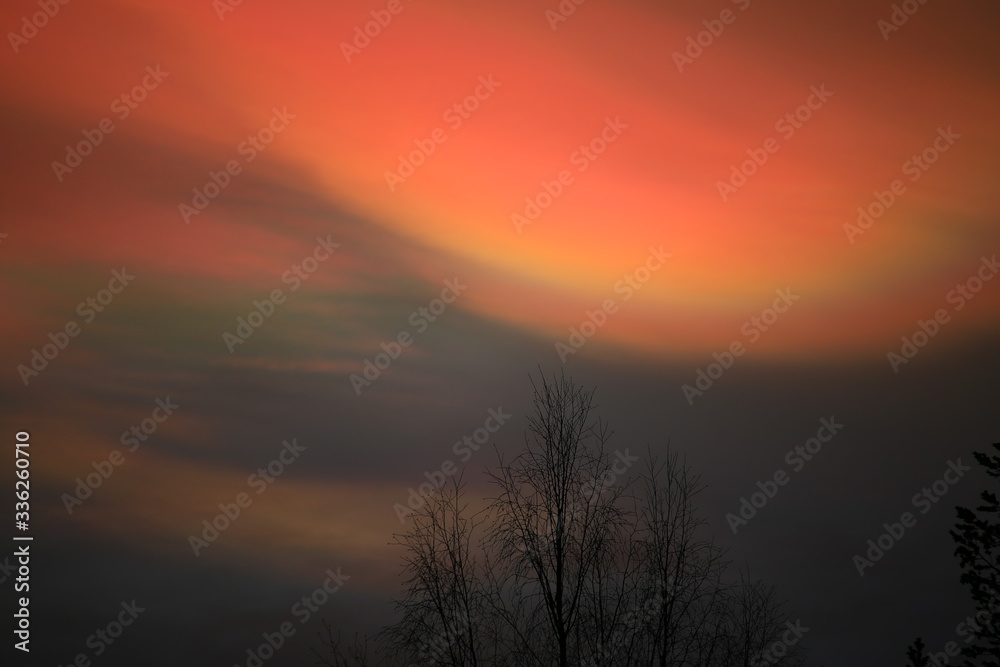 Nacreous clouds in dusk over tree silhouettes