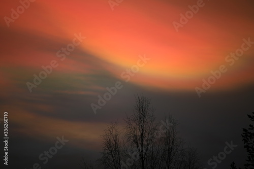 Nacreous clouds in dusk over tree silhouettes