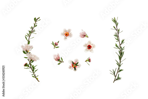 New Zealand white manuka tree flowers and buds arranged in circle on white background