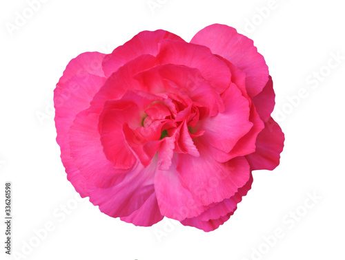 red pink carnation