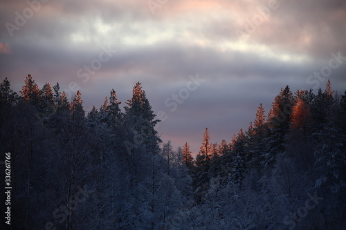 Dusk with pink clouds and illuminated treetops photo