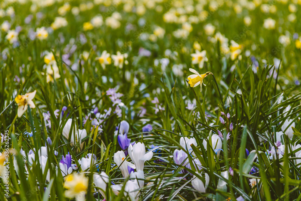 Fototapeta premium Colourful spring flower bed with crocuses and narcissus