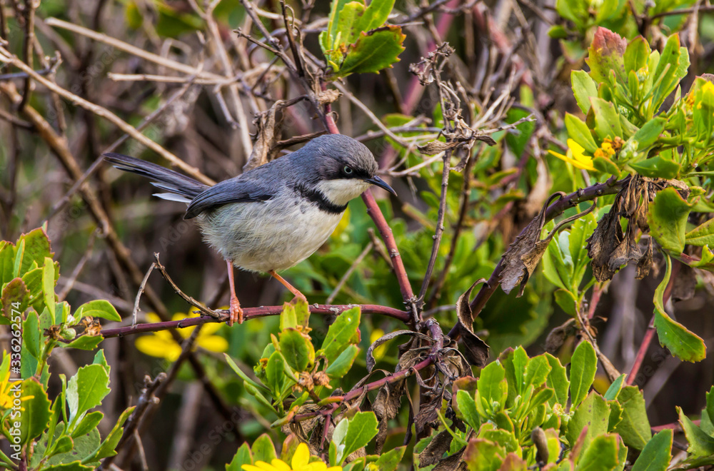 Obraz premium Bar throated Apalis bird perched on twig