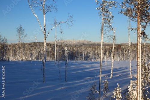 Forest clearing in Swedish winter in Vasterbotten photo