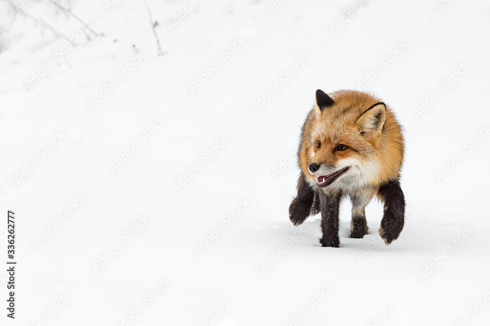 Fototapeta premium Red Fox (Vulpes vulpes) Steps Paw Up in Snow Winter
