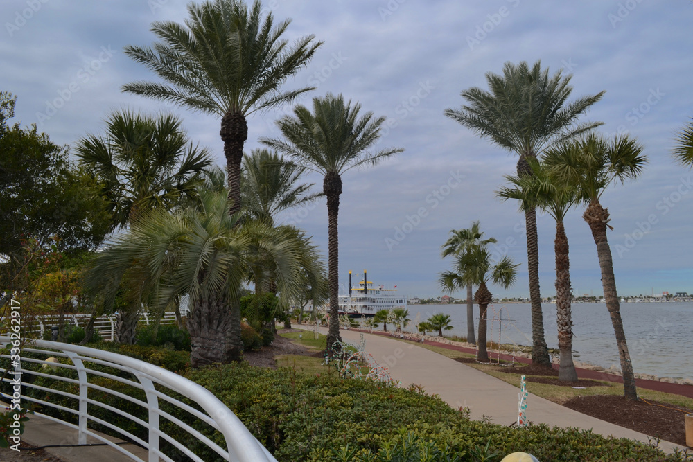 Palm trees in Moody gardens, Galveston ,texas, Us