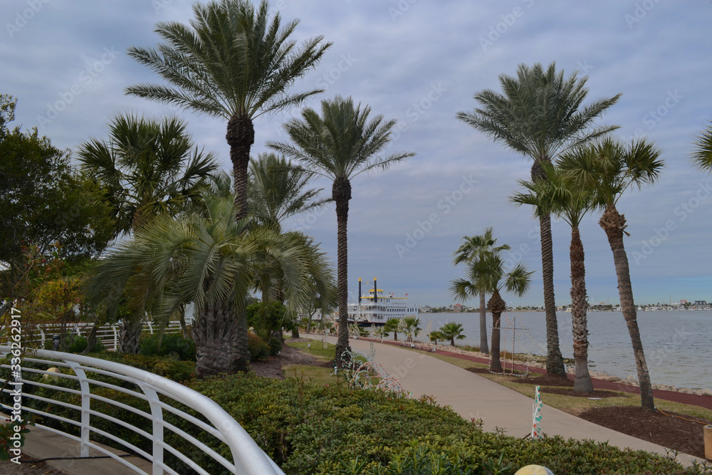Fototapeta premium Palm trees in Moody gardens, Galveston ,texas, Us