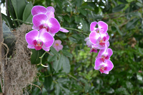 Flowers of orchid  Rainforest Pyramid  Moody Gardens  Galveston island  texas