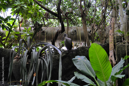 Black ibis bird in tropical forest, Moody Gardens, Galveston, Texas photo