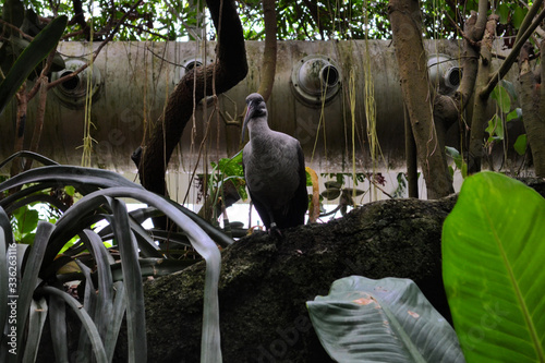 Black ibis bird is sitting on the branch, Moody Gardens, Galveston, Texas photo