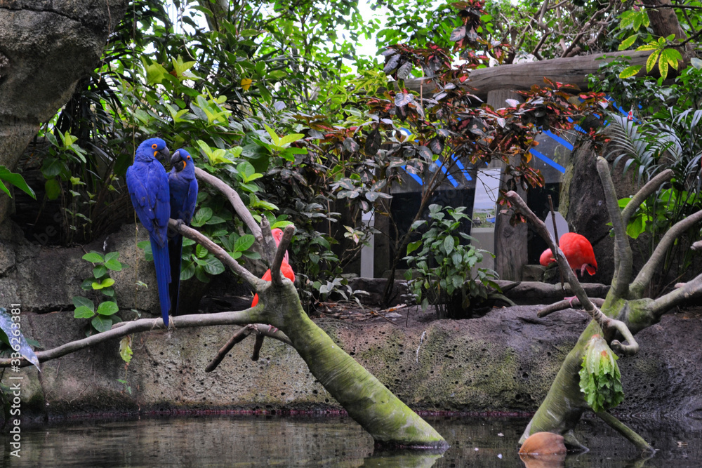 A pair of blue Hyacinth macaw parrot is sitting on the branch in the moody gardens, Galveston, Texas