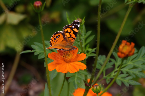 Close-up photo of a Painted Lady butterfly resting on an orange flower. © manuel