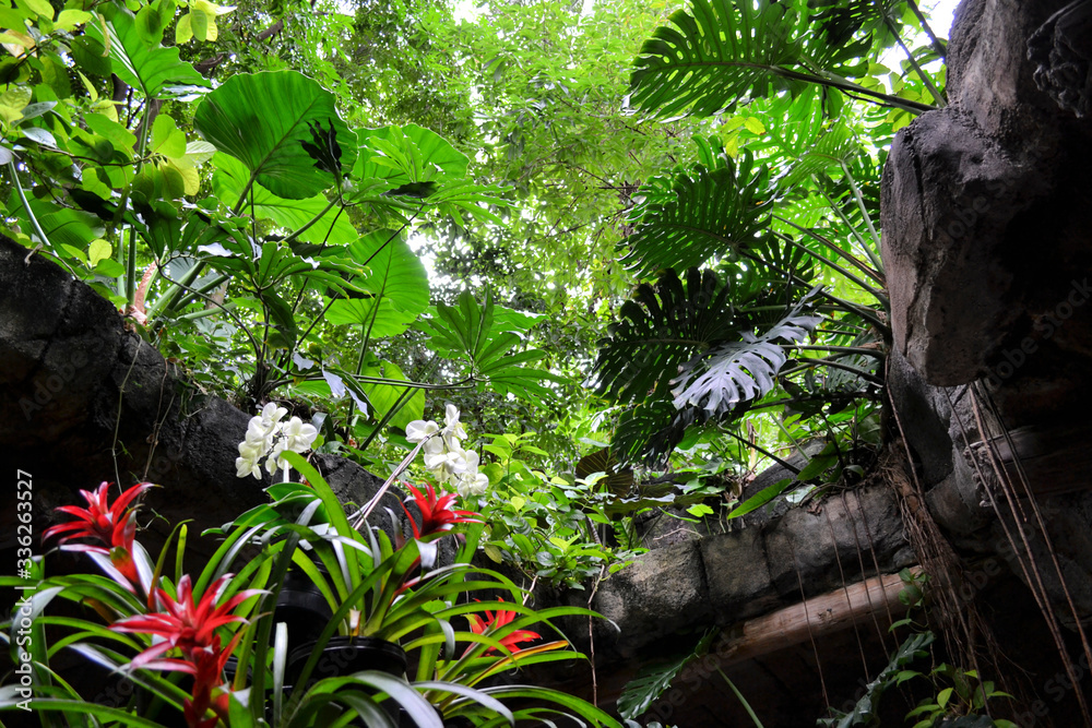 Tropical cave amazing tropical garden rainforest pyramid moody