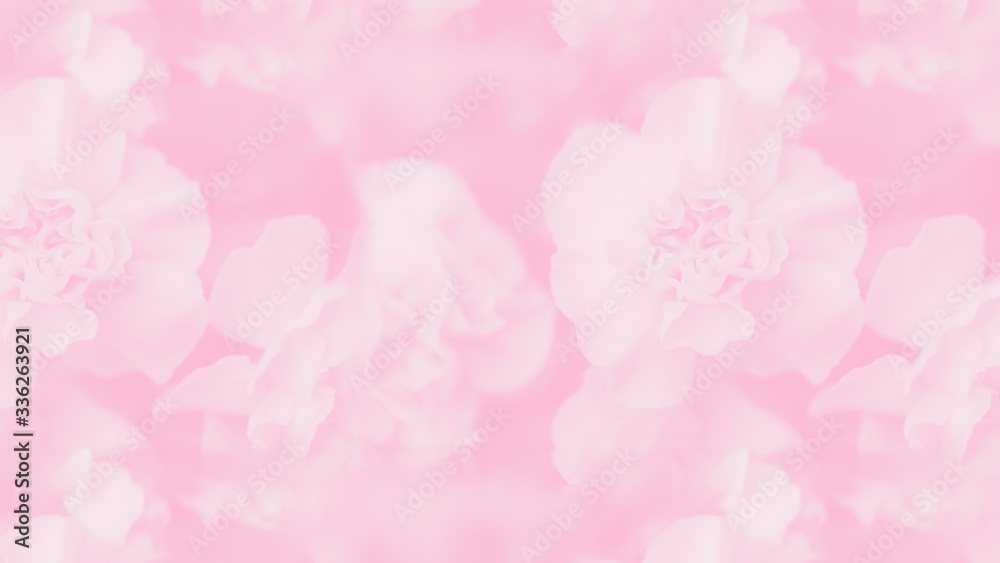 Pale pink abstract background. Floral gradient background, delicate carnation flowers. 16:9 panoramic format