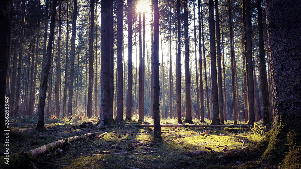 Fototapeta premium sun rays in forest