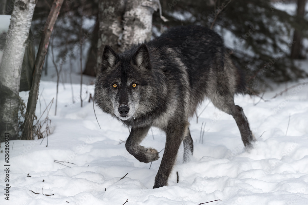Obraz premium Black Phase Grey Wolf (Canis lupus) Steps Forward Staring Straight Out Winter