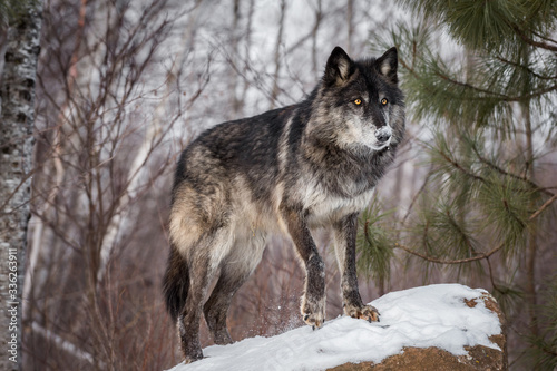 Black Phase Grey Wolf (Canis lupus) Stands on Rock Paw Up Winter © hkuchera
