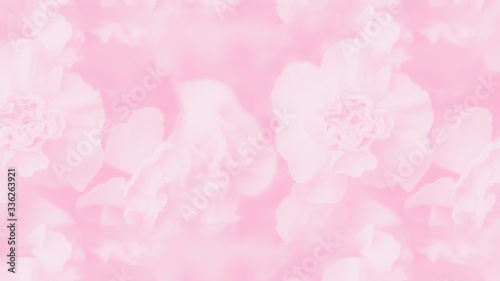 Pale pink abstract background. Floral gradient background, delicate carnation flowers. 16:9 panoramic format
