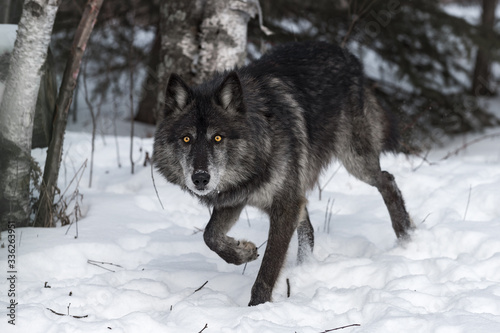 Black Phase Grey Wolf (Canis lupus) Steps Forward Staring Straight Out Winter © hkuchera