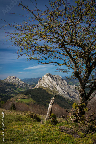 lonely tree in the mountains