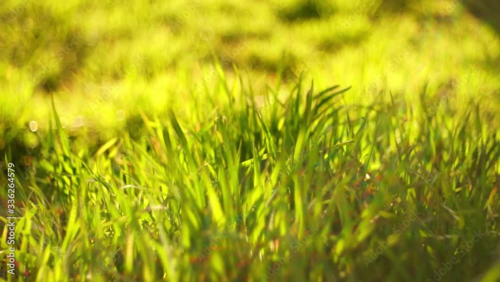 Fresh green grass field closeup Fresh green grass field closeup