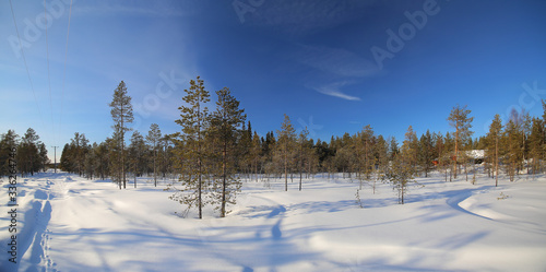 Panoramic shot of forest near Norsjo in Vasterbotten, Sweden photo