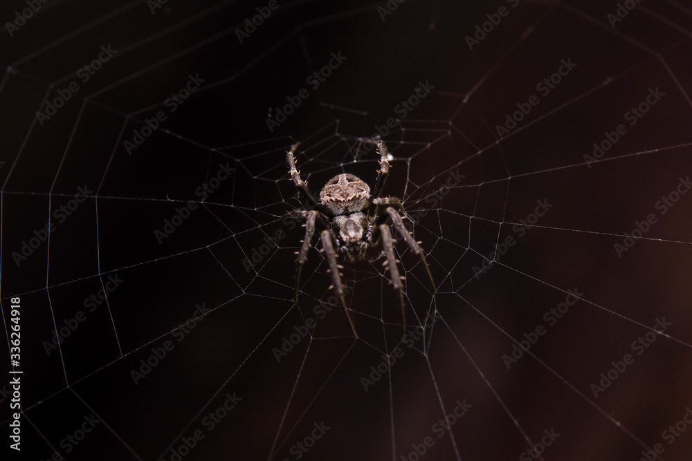 Close up macro shot spider (garden orb weaving spider) climbs on the web. Close up macro shot spider (garden orb weaving spider) climbs on the web.