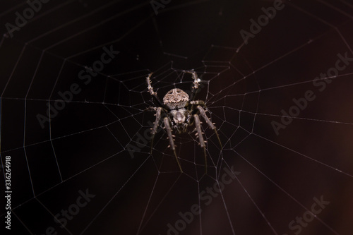 Close up macro shot spider (garden orb weaving spider) climbs on the web. © Achira22