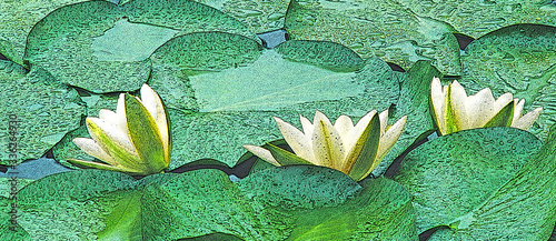 Water Lilies  -- A illustration of three white water lilies surrounded by lily pads