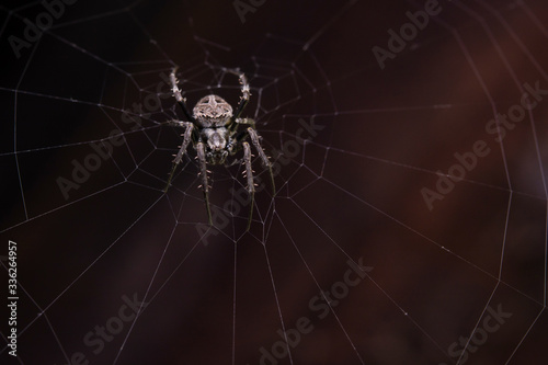 Close up macro shot spider (garden orb weaving spider) climbs on the web.