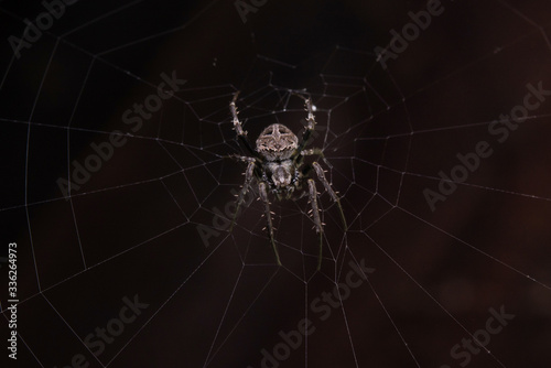 Close up macro shot spider (garden orb weaving spider) climbs on the web.