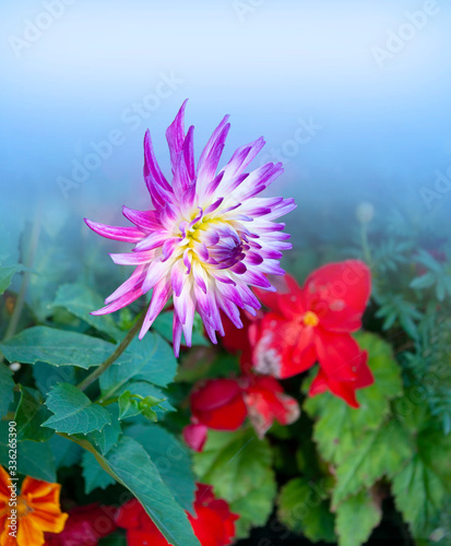 colorful flower in garden on bright sunny day