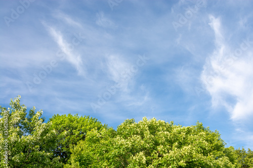 A beautiful view of a blue sky with some clouds and green trees at the bottom of the scene