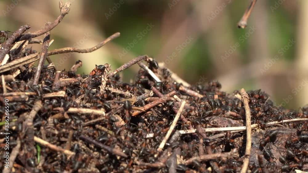 Close-up shot of an anthill of red wood ants (Formica rufa) Close-up shot of an anthill of red wood ants (Formica rufa)