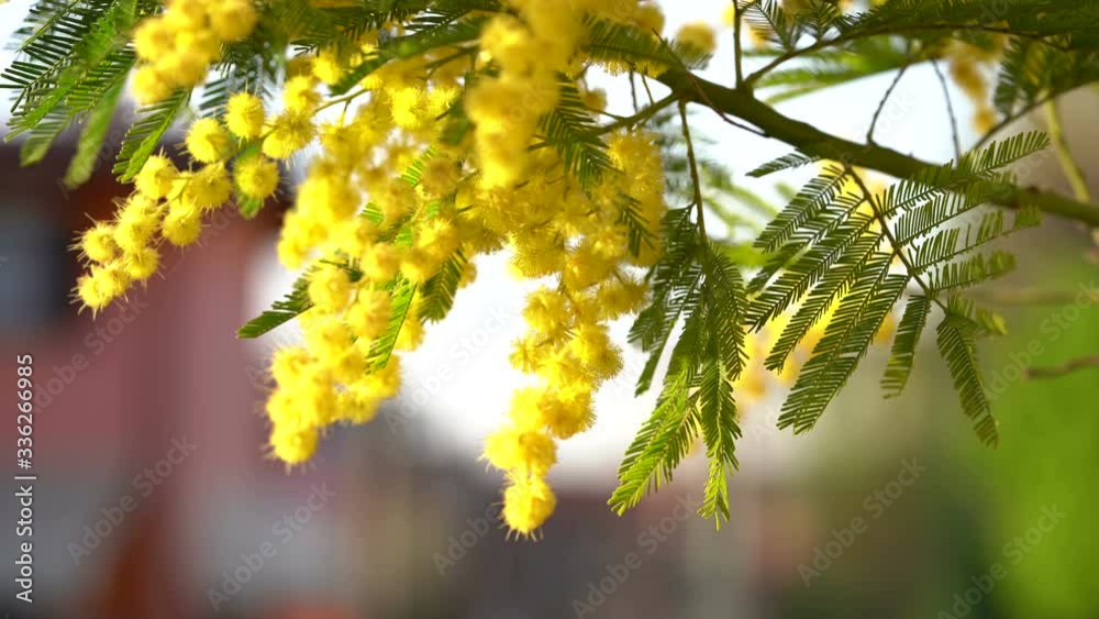 Video Of Mimosa Flowers In Wind. Mimosa tree in the garden.