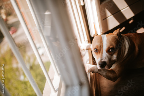  A cute brown dog stands outside the window © Dragica