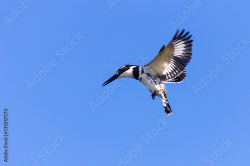 Pied kingsfisher hovering midair hunting
