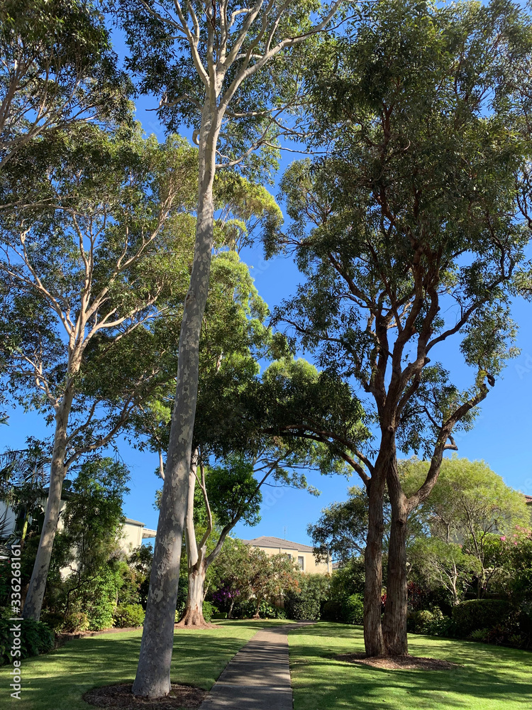 Fototapeta premium Small park at Sydney