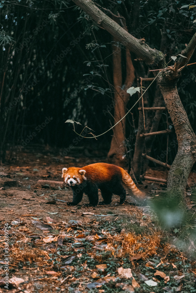 Fototapeta premium red panda bear wandering around trees