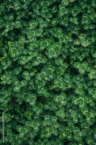Lots of green clover leaves for a solid background